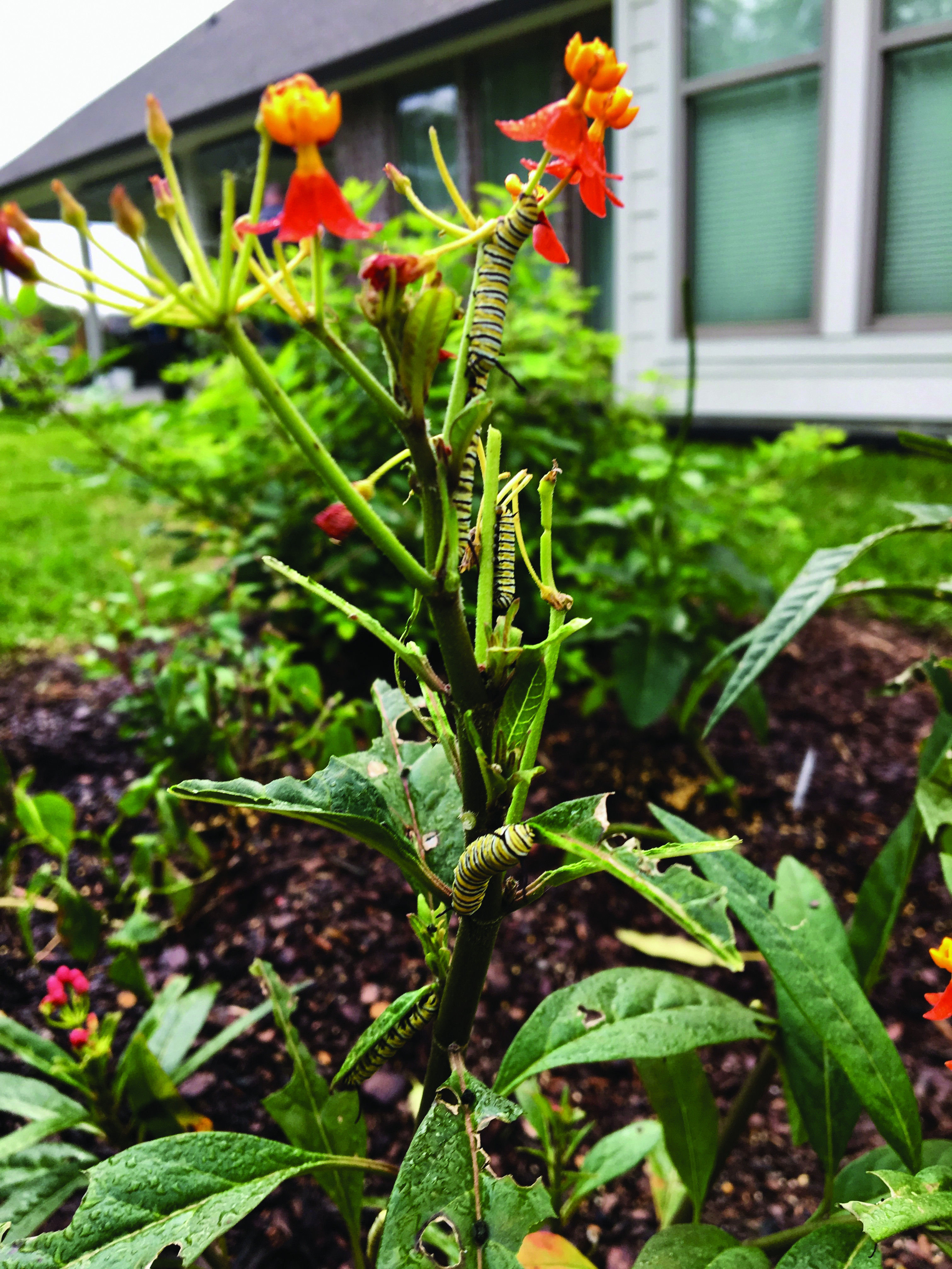 milkweed 2jpg